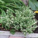 Juniper andorra variegata: fotografija i opis